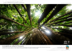 Lowland Dipterocarp Raiforest, Kinabalu Park       