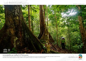 Lowland Dipterocarp Raiforest, Mt. Tambayukon       