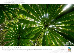 Umbrella Palms, Kinabalu Park       
