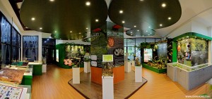 The UMS Borneenis Gallery   