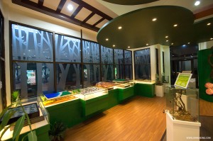 The UMS Borneenis Gallery   